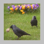 Corvus monedula - Dohle 06.jpg